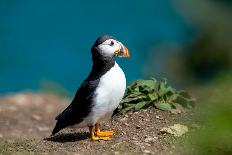納馬菲亞爾地熱區